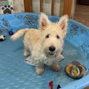 Marcus, Scottish Terrier Puppy